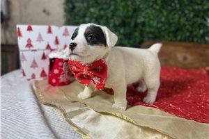Cadence - puppy for sale