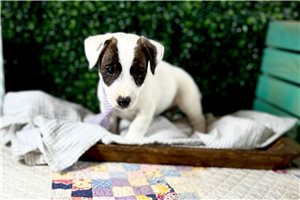 Jaxton - Jack Russell Terrier for sale