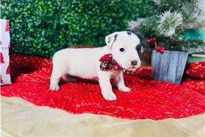 Cabaret - puppy for sale