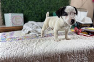 Cabo - Jack Russell Terrier for sale
