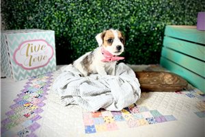 Kipling - Jack Russell Terrier for sale