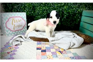 Laura - Jack Russell Terrier, placed in Springfield
