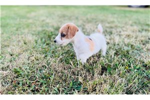 Kipling - Jack Russell Terrier for sale