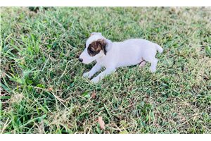 Jaxton - Jack Russell Terrier for sale