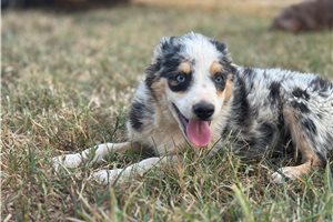 Oscar - puppy for sale