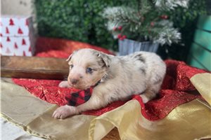 Benjamin - Miniature Australian Shepherd for sale