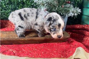 Benson - Miniature Australian Shepherd for sale