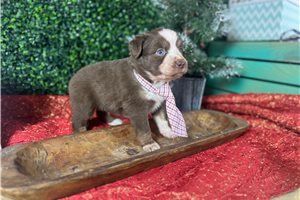 Beethoven - Miniature Australian Shepherd for sale
