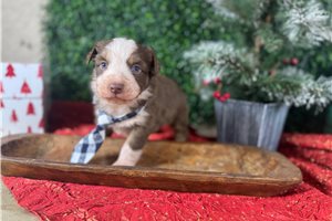 Beck - Miniature Australian Shepherd for sale