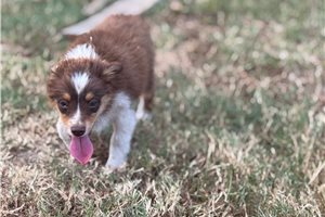Owen - Miniature Australian Shepherd for sale