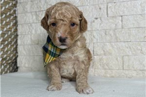 A-Green boy - Goldendoodle, Mini for sale