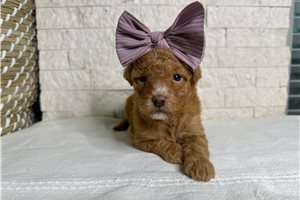 Purple Girl - Goldendoodle, Mini for sale