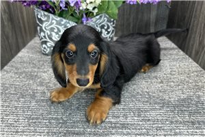 Nash - puppy for sale