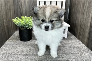 Danny - Pomeranian for sale