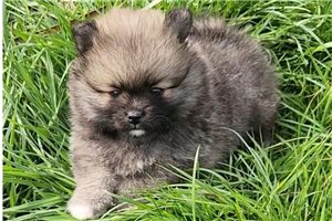 Calvin - puppy for sale