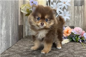 Betsy - puppy for sale