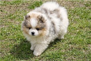 Chester - puppy for sale