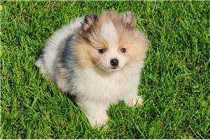 Chester - Pomeranian for sale