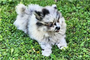 Colton - Pomeranian for sale
