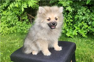 Calvin - Pomeranian for sale