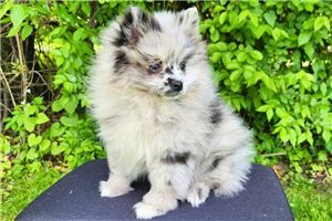 Colton - Pomeranian for sale