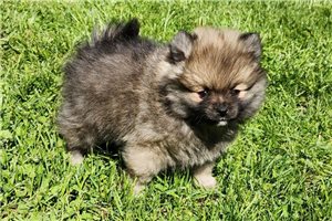 Calvin - Pomeranian for sale