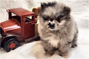 Colton - Pomeranian for sale