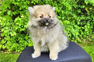 Calvin - Pomeranian for sale