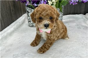 Otto - Poodle, Toy for sale