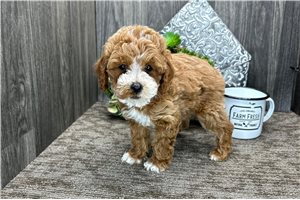 Aiden - Poodle, Toy for sale