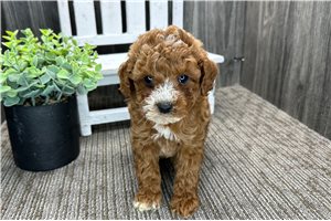 Banjo - puppy for sale