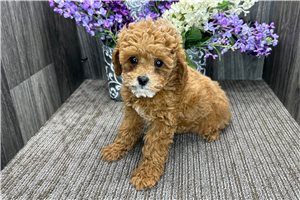 Omar - Poodle, Toy for sale