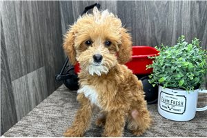 Avery - Poodle, Toy for sale