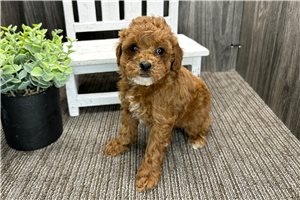 Amelia - Poodle, Toy for sale