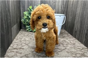 Asher - Toy Poodle for sale