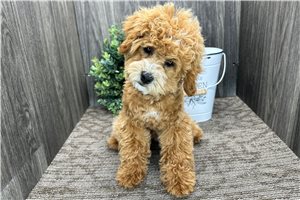 Olivia - Poodle, Toy for sale
