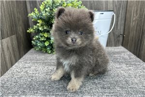 Bobby - Pomeranian for sale