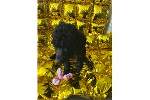 Ruby - Poodle, Standard for sale