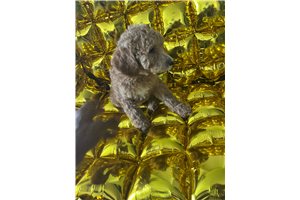 Rhett - Poodle, Standard for sale