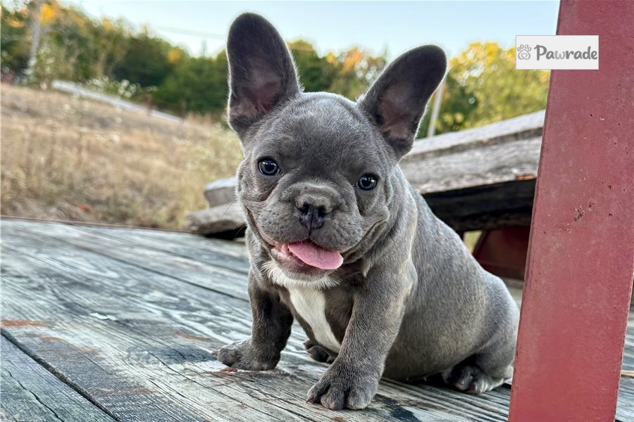 Fernanda - French Bulldog for sale