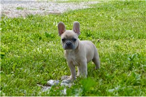 Dudley | Puppies For Sale at Pawrade