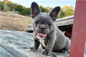 Fernanda - French Bulldog for sale