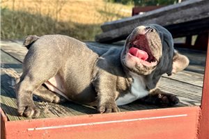 Fernanda - French Bulldog for sale