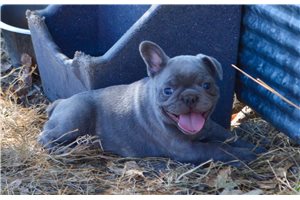 Frodaline - puppy for sale