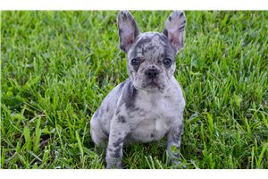 Emily - puppy for sale