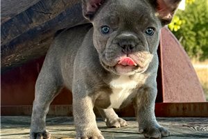 Fernanda - French Bulldog for sale