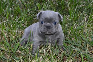 Frodaline - French Bulldog for sale