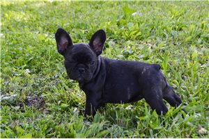 Dominic | Puppies For Sale at Pawrade
