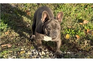 Tommy - puppy for sale