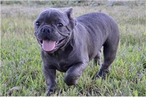 Astro - puppy for sale